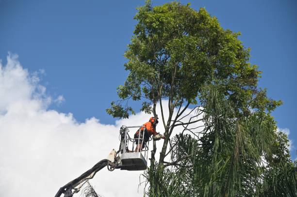 Trusted Saint Johns University, MN Tree Services Experts