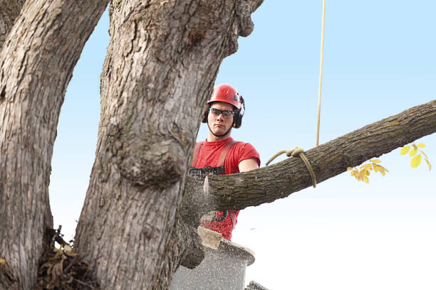 How Our Tree Care Process Works  in  Saint Johns University, MN